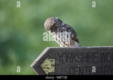 Steinkauz, Athene noctua East Yorkshire, Großbritannien, saß auf einer Stange, Großbritannien während des 19. Jahrhunderts eingeführt. Stockfoto