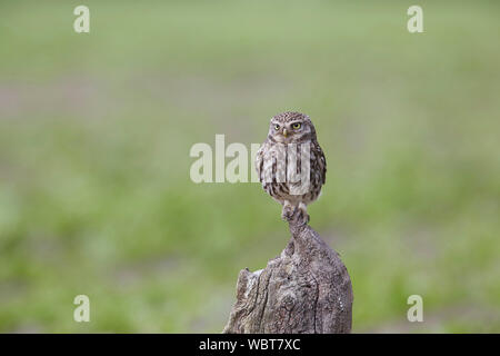 Steinkauz, Athene noctua East Yorkshire, Großbritannien, saß auf einer Stange, Großbritannien während des 19. Jahrhunderts eingeführt. Stockfoto