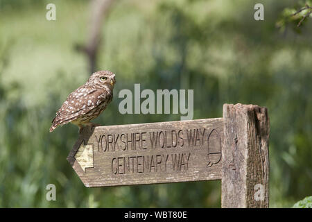Steinkauz, Athene noctua East Yorkshire, Großbritannien, stehend auf einem Yorkshire Wolds Weg 100 Schild, Großbritannien während des 19. Jahrhunderts eingeführt. Stockfoto