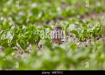 Steinkauz, Athene noctua East Yorkshire, Großbritannien, Essen ein Wurm auf dem Boden in einem Feld von Zuckerrüben, Großbritannien während des 19. Jahrhunderts eingeführt. Stockfoto