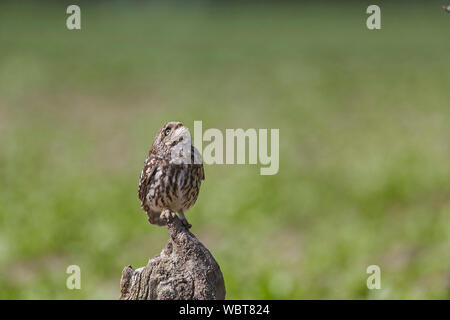 Steinkauz, Athene noctua East Yorkshire, Großbritannien, stehend auf einer Stange bis in den Himmel schauen, Großbritannien während des 19. Jahrhunderts eingeführt. Stockfoto