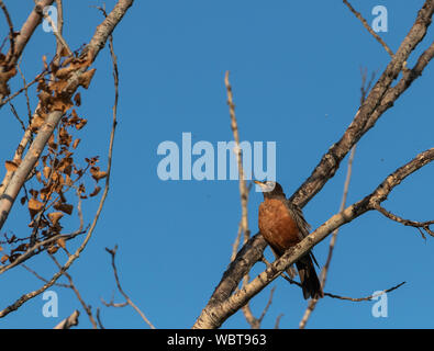 American Robin im Baum Stockfoto