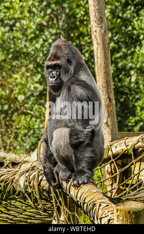 Riesige Silverback Gorilla in Paignton Zoo, Devon, Großbritannien. Westlicher Flachlandgorilla Stockfoto