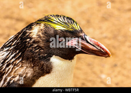 Makkaroni Pinguin bei 'Living Coasts" in Torquay, Denon, Großbritannien Stockfoto