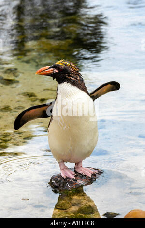 Makkaroni Pinguin bei 'Living Coasts" in Torquay, Denon, Großbritannien Stockfoto