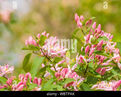 Geißblatt Lonicera tatarica Detail, rosa blühenden Blüten Stockfoto