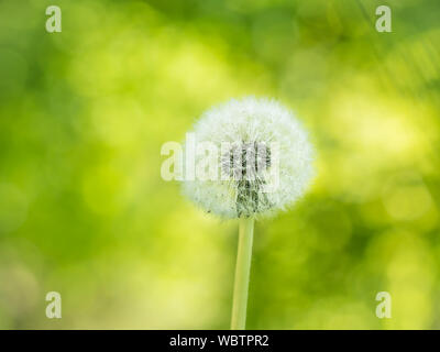 Löwenzahn mit einem weissen Samen, wildflower auf grünem Hintergrund verschwimmen, können als Hintergrundbild verwendet werden. Stockfoto
