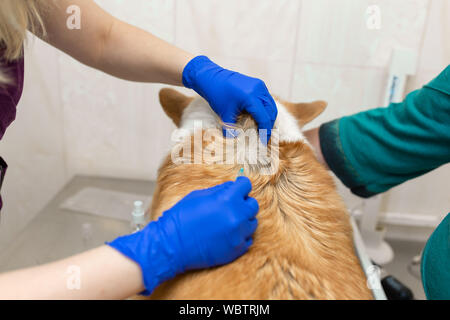 Professionelle Tierarzt Impfstoffe corgi Rasse Hund in der Tierklinik. Stockfoto