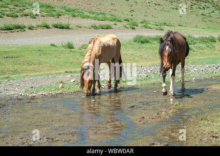 Herde von Pferden in Yolyn Am, Mongolei Stockfoto