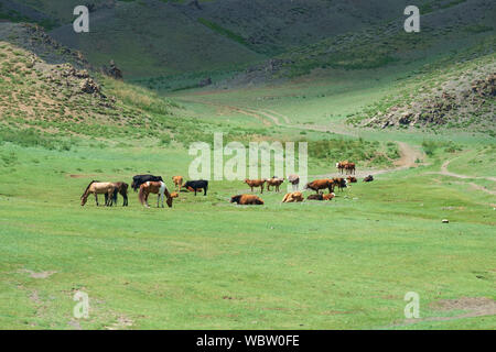 Herde von Pferden in Yolyn Am, Mongolei Stockfoto