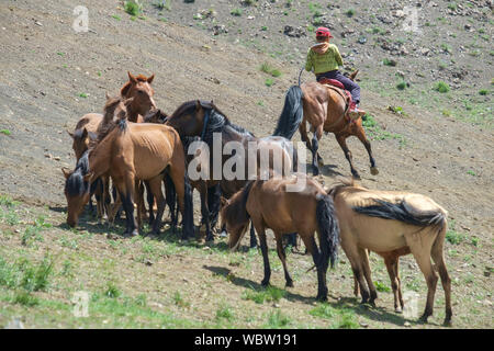 Herde von Pferden in Yolyn Am, Mongolei Stockfoto