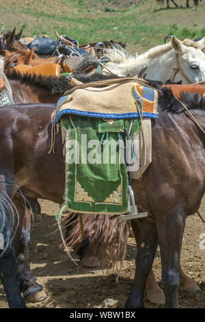 Herde von Pferden in Yolyn Am, Mongolei Stockfoto