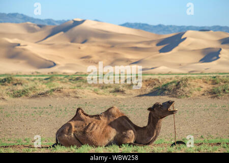 Die baktrischen Kamel ist ein native auf den Steppen Zentralasiens. Im Gegensatz zu den Single-Humped dromedar Kamel, Bactrian Camel hat zwei Höcker auf i Stockfoto