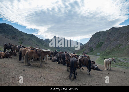 Herde von Pferden in Yolyn Am, Mongolei Stockfoto