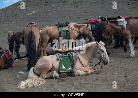 Herde von Pferden in Yolyn Am, Mongolei Stockfoto