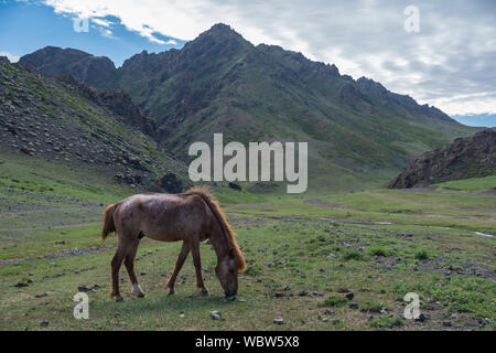 Herde von Pferden in Yolyn Am, Mongolei Stockfoto