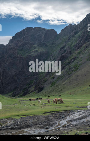 Herde von Pferden in Yolyn Am, Mongolei Stockfoto