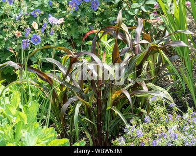 Die lila Laub von Pennisetum glaucum Purple Majesty Stockfoto