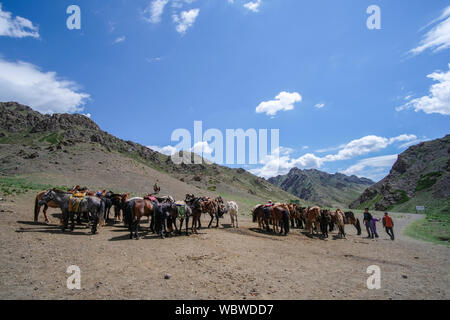 Herde von Pferden in Yolyn Am, Mongolei Stockfoto