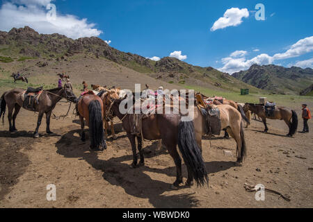 Herde von Pferden in Yolyn Am, Mongolei Stockfoto