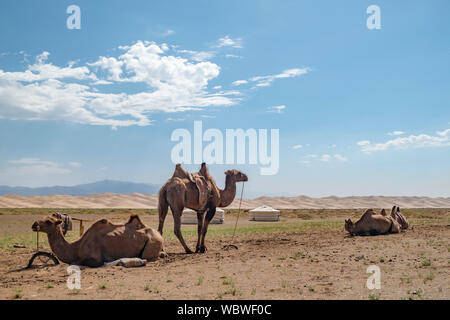 Die baktrischen Kamel ist ein native auf den Steppen Zentralasiens. Im Gegensatz zu den Single-Humped dromedar Kamel, Bactrian Camel hat zwei Höcker auf i Stockfoto