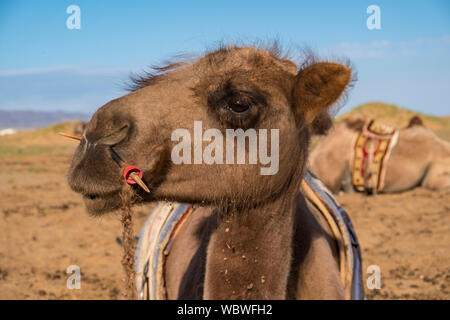Die baktrischen Kamel ist ein native auf den Steppen Zentralasiens. Im Gegensatz zu den Single-Humped dromedar Kamel, Bactrian Camel hat zwei Höcker auf i Stockfoto