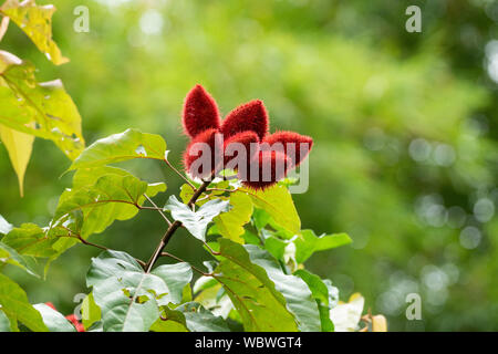 Annatto, Achiote oder Lippenstift Baum (bixa Orellana), Obst, Stockfoto