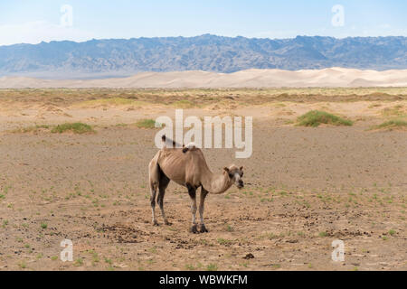 Die baktrischen Kamel ist ein native auf den Steppen Zentralasiens. Im Gegensatz zu den Single-Humped dromedar Kamel, Bactrian Camel hat zwei Höcker auf i Stockfoto