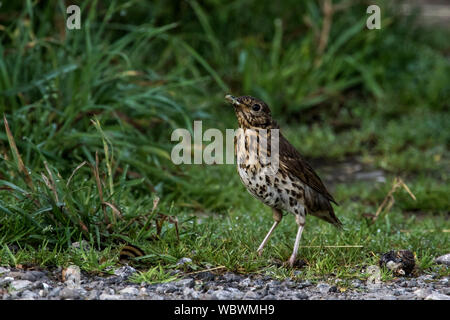 Singdrossel Stockfoto