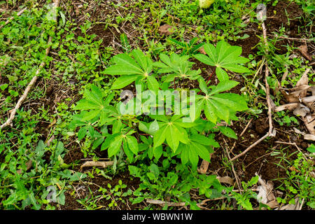 Manihot esculenta, meist Cassava genannt Stockfoto