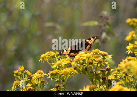Kleiner Fuchs Schmetterling Stockfoto