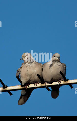 Collared Doves Stockfoto