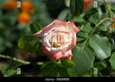 Tea Rose Bouquet Light Pink, Red Bud auf grünem Laub Hintergrund, isolierten Blume, horisontal Foto Stockfoto