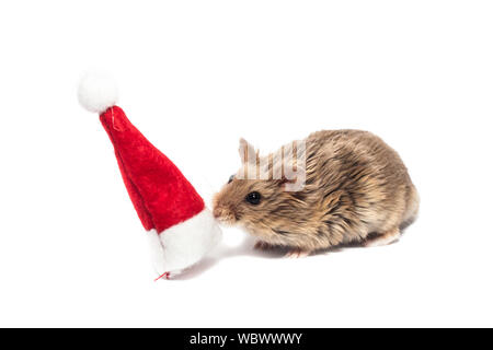 Kleine Zwerg campbell Hamster mit Mütze, im Studio, auf weißem Hintergrund Stockfoto