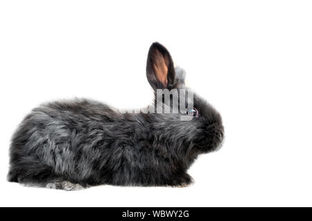 Baby von schwarzen Oryctolagus cuniculus domesticus-flämischen Riesen kaninchen züchten - full body iisolated auf weißem Hintergrund Stockfoto