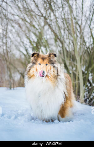 Adorable junge rough Collie stehend an Schnee, mit ihrer Zunge heraus Stockfoto