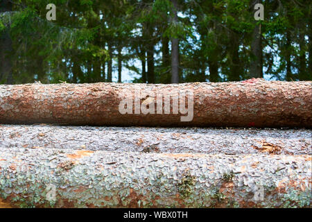 Holzstapel aus frisch geernteten Fichtenstämmen. Baumstämme im Wald geschnitten und gestapelt. Holzstämme. Stockfoto