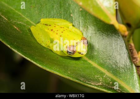 Boophis bottae, Ranomafana, Madagaskar. Familie Mantellidae. Stockfoto