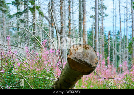 Natürliche Waldregeneration ohne menschliche Intervention im Nationalpark Sumava (Böhmerwald) in der Nähe von Polednik Berg. Der Wald wurde im Sturm Ky zerstört Stockfoto