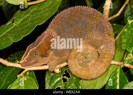 Blue-legged Chamäleon, Calumma crypticum, in der Nacht ausruhen, Ranomafana Nationalpark, Madagaskar. Stockfoto