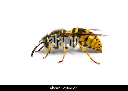 Gemeinsame Wasp, Vespula vulgaris, Monmouthshire, Februar. Familie Vespidae. Stockfoto