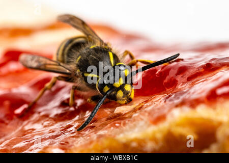 Gemeinsame Wasp, Vespula vulgaris, Fütterung auf ein Stück Brot und Marmelade, Monmouthshire, Wales, März. Familie Vespidae Stockfoto