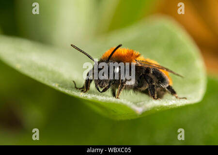 Tawny Bergbau Biene, Andrena fulva (weiblich), Catbrook, Monmouthshire, Wales, April. Familie Andrenidae Stockfoto