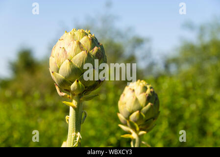 Artischocken (Cynara Scolymus), wächst auf einer South Yorkshire Zuteilung. England, UK. Stockfoto