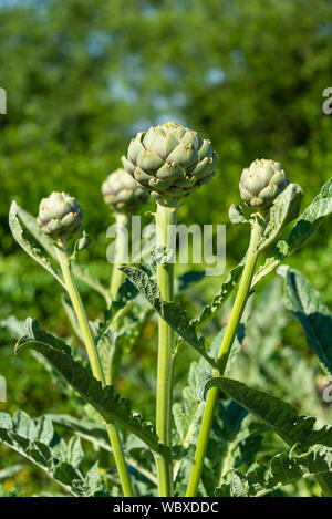 Artischocken (Cynara Scolymus), wächst auf einer South Yorkshire Zuteilung. England, UK. Stockfoto