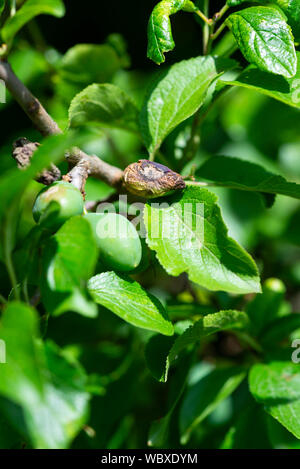 Pflaumenbaum angesteckt mit 'Pocket Pflaume der Krankheit", verursacht durch den Pilz Taphrina Pruni. England, UK. Stockfoto