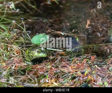 Nerz Frosch in der kanadischen Marsh Stockfoto