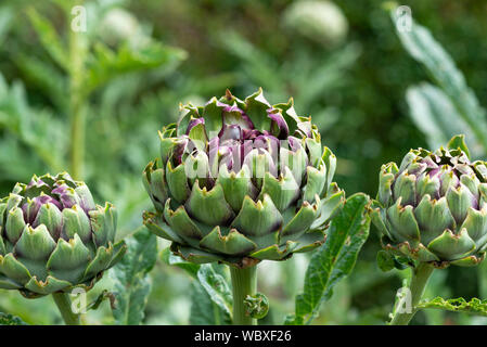 Artischocken (Cynara Scolymus), Öffnung in Blumen auf einer South Yorkshire Zuteilung. England, UK. Stockfoto