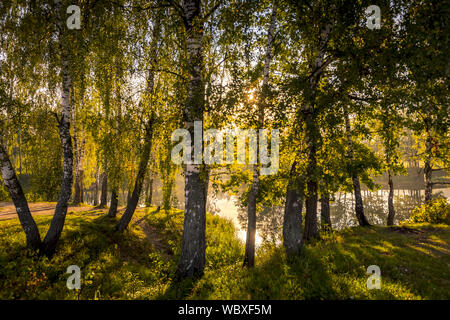 Eine Szene von Sunrise in einem Birkenwald an einem sonnigen Sommermorgen mit Nebel. Landschaft. Stockfoto