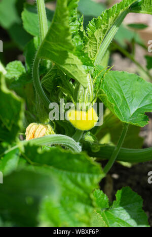 Pattypan Kürbis (Cucurbita pepo) wächst auf einer South Yorkshire Zuteilung. Stockfoto